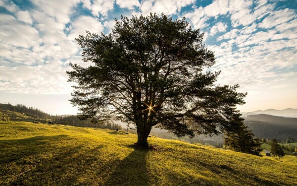 Oak Tree in Sunlight Large oak tree on a hillside with sun shining through branches.
