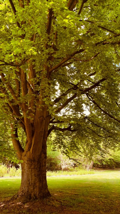 Mature deciduous tree representing the natural source of hardwood materials used in wood manufacturing.