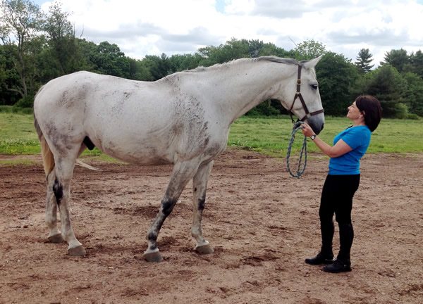 Cheryl Dauphin standing with Leo, the horse whose sensitive skin inspired EquiGroomer.