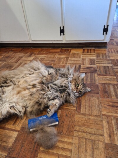 Long-haired cat lying on a wood floor next to an EquiGroomer tool and a pile of removed fur.