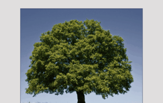 Large oak tree used for hardwood porch columns and stair balusters.